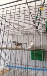 فنچ با قفس