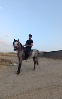 نریان عرب ایرانی