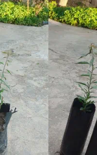 فروش نهال پسته و بادام