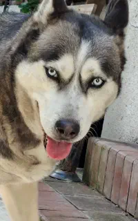 سگ هاسکی ۸ ساله سرحال شاداب
