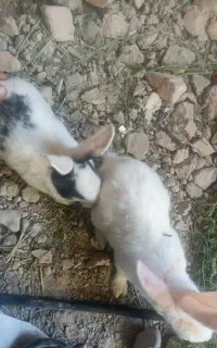 خرگوش