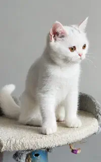 بریتیش ماده و نر