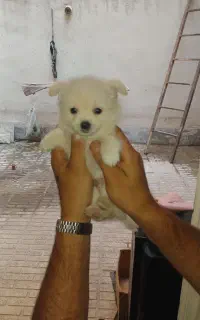 توله شیواوا  و توله پامر