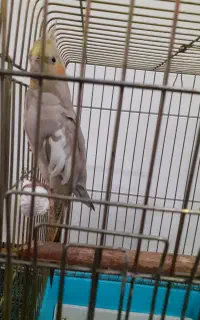 عروس هلندی