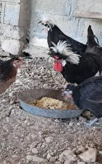 مرغ و خروس سلطان