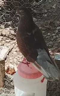 تعدی تهرانی زوردار