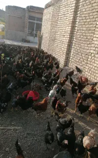 جوجه مرغ مشکی شش ماهه نژاد تخم گذار