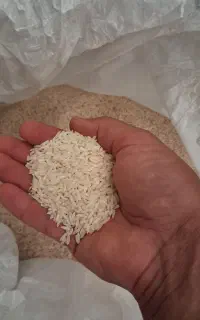 برنج طارم هاشمی