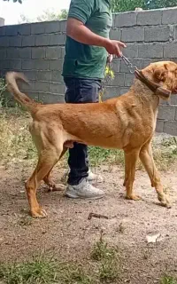سرابی 23ماهه