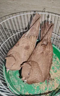 یک جفت رواعب راعبی