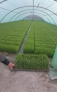 تیم نشاء بینام رشت دستگاهی