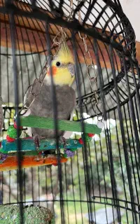 فروش عروس هلندی