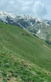 کرفس کوهی تازه