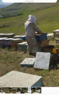 زنبور عسل
