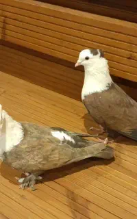 کفتر کربلای کاکلی تزئینی کلکسیونی