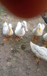 اردک