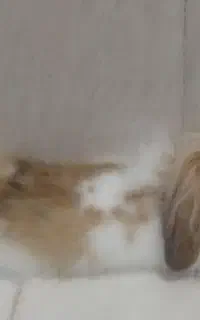 خرگوش