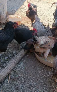 مرغ و خروس و بوقلمون