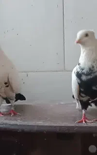 کبوتر سینه دم