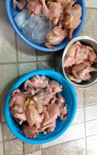 فروش مرغ گوشتی