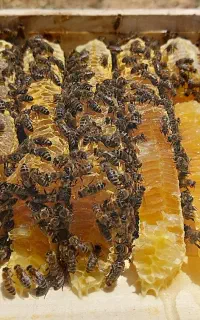 فروش عسل طبیعی و درجه یک
