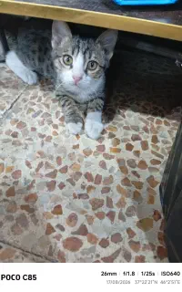گربه جعفر