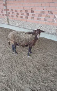 گوسفند آبث