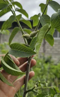 گردو فرنور و چندلر پاکوتاه تنه قوی درجه ۱ روی بار