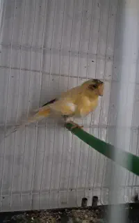 قناری نر بخون