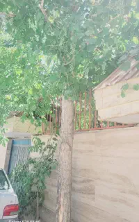 درخت فروشی