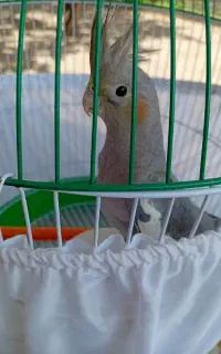 عروس هلندی نر