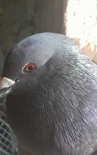 پرنده