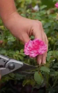 خدمات زراعی و باغبانی