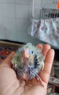 جوجه عروس هلندی سرلاکی