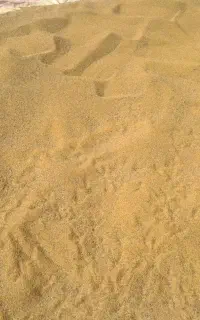 بذر یونجه درجه یک پایه بلند