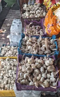 سیر