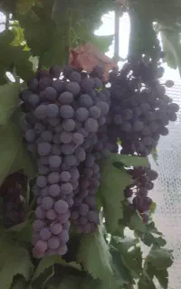 مویز
