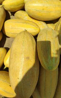 خربزه چین دوم  خوشرنگ و به شرط شیرینی