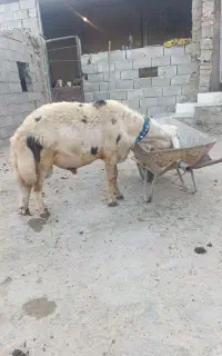قوچ بره میش