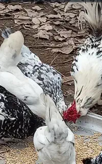 جوجه گلین  ریشو چهل تاج  اصل یه روزه تا یک ماهه