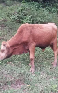 گاو نر