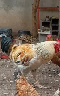 خروس