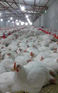 کارگر زوج میخوام برای بابلسر مرغداری