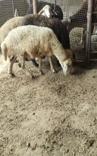 سه عدد جنس بالا بشرط لخت شدن بروجردی اصل