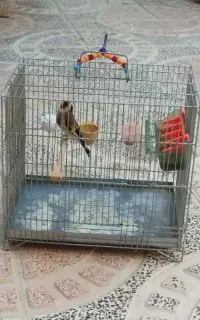 سهره جفت،مست