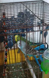 یک جفت مرغ عشق زیبا نر و ماده