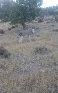 الاغ نرگله ایی آرام وحرف گوش کن