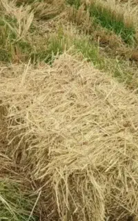 کاه کلش