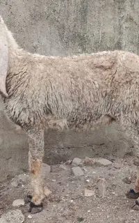 گوسفند پاکستانی وارداتی از قوچ در اومده