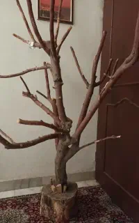 درختچه دکوراتیو